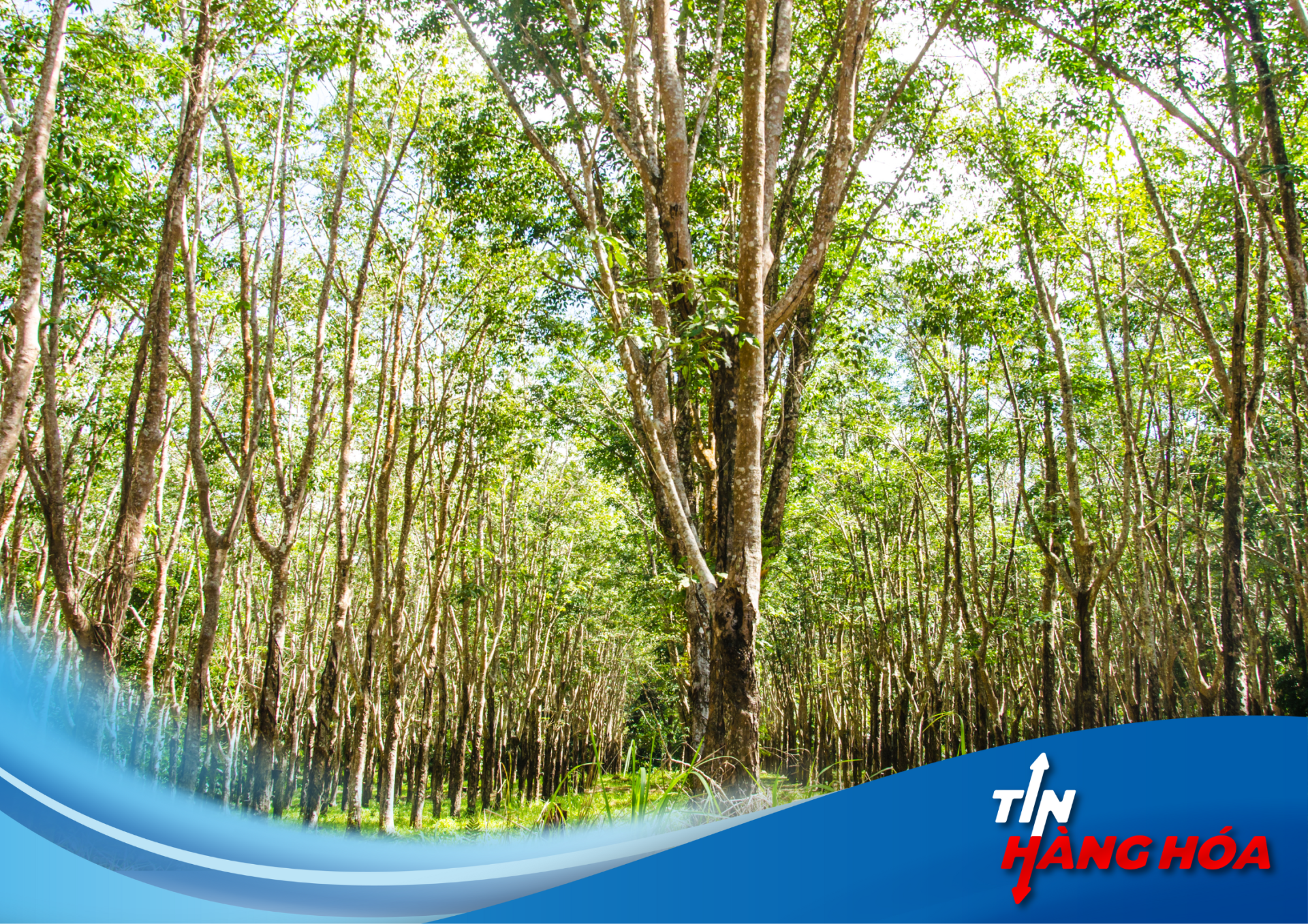 Cao su Việt Nam (GVR): C&aacute;c đơn vị miền Bắc hứa hẹn vượt chỉ ti&ecirc;u kinh doanh năm nay